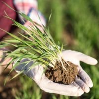 Eco safe Biofertilizers